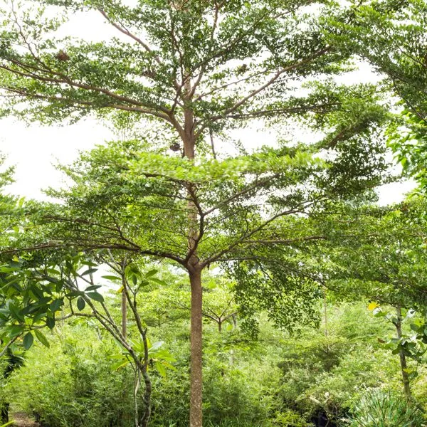 African Talisay — Terminalia mantaly