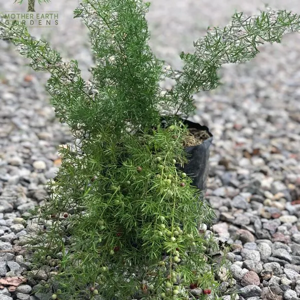 Asparagus Fern — Asparagus densiflorus