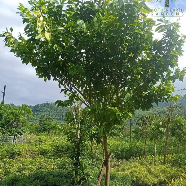 Balitbitan — Cynometra ramiflora