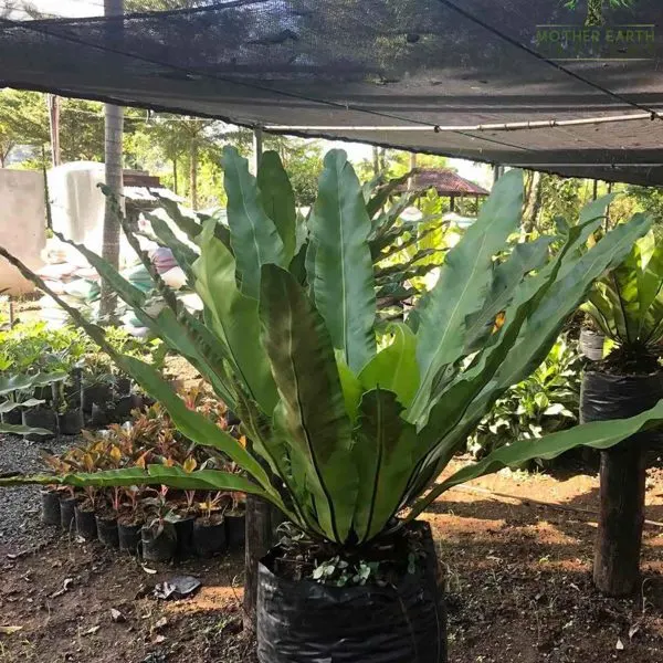 Bird's Nest Fern — Asplenium nidus