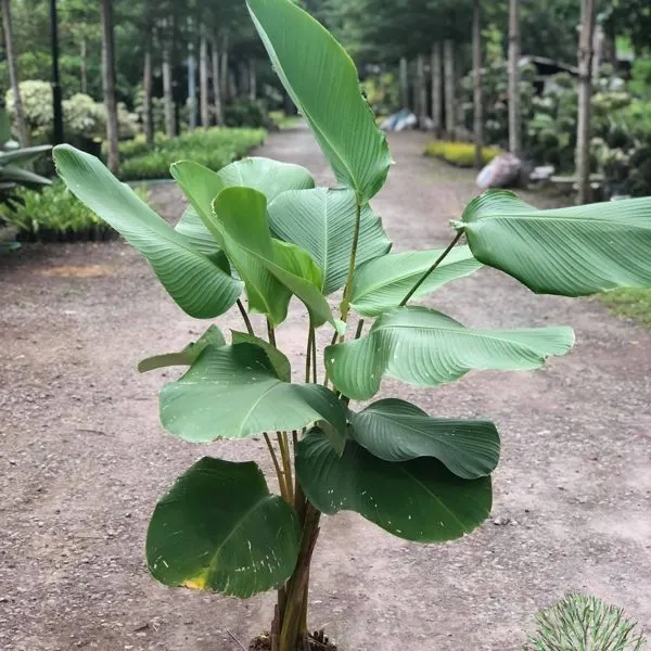 Calathea Lutea