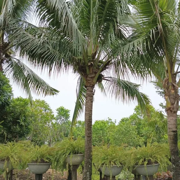 Coconut Palm — Cocos nucifera