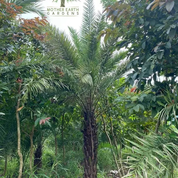 Date Palm — Phoenix dactylifera