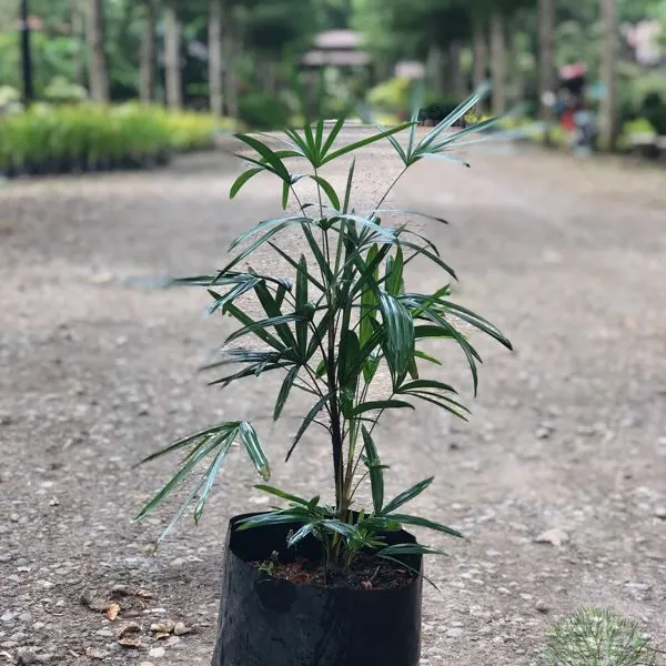 Dwarf Rhapis — Rhapis excelsa