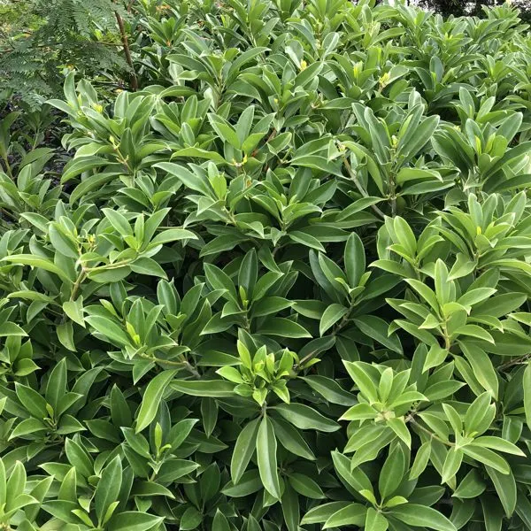 Fagraea — Fagraea berteroana