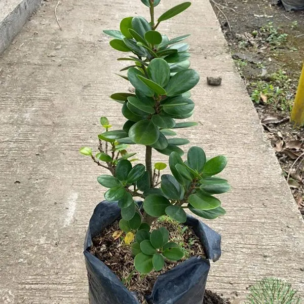 Ficus Nana — Ficus pumila