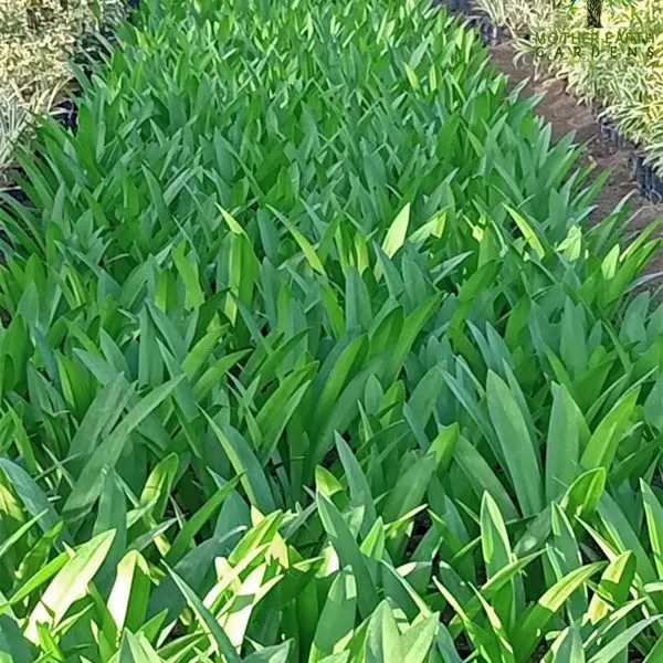 Fragrant Pandan — Pandanus amaryllifolius