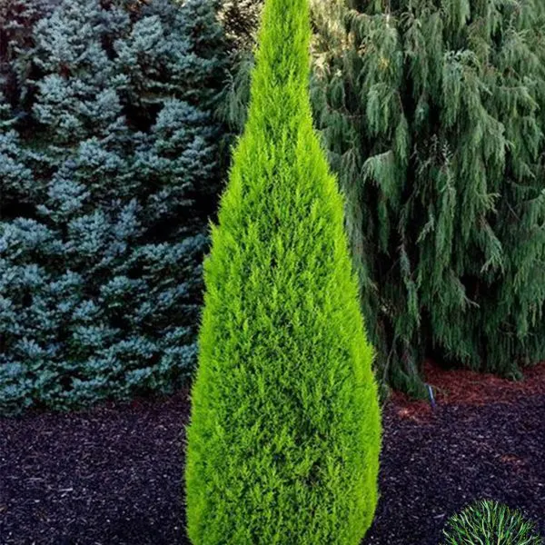 Golden Cypress — Cupressus macrocarpa Goldcrest