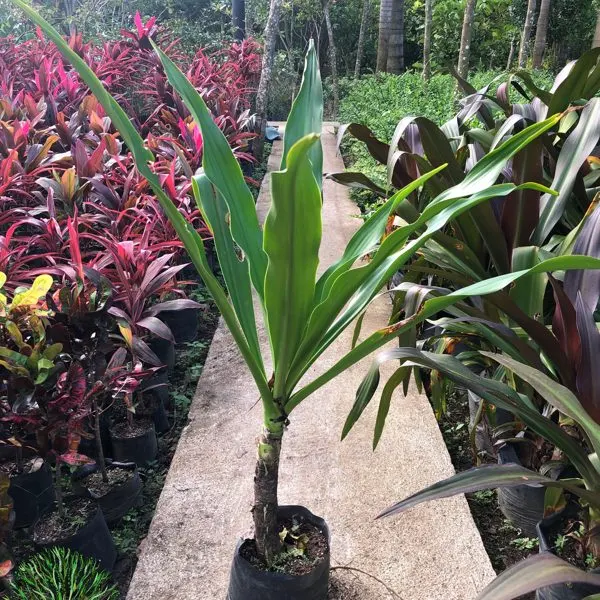 Red, Yellow, Green Crinum — Crinum asiaticum