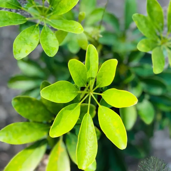 Green Schefflera — Schefflera arboricola
