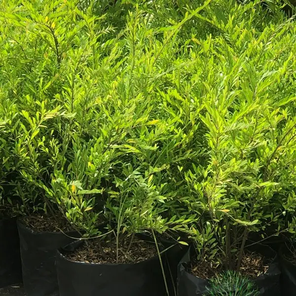 Japanese Bush — Thyrsostachys siamensis