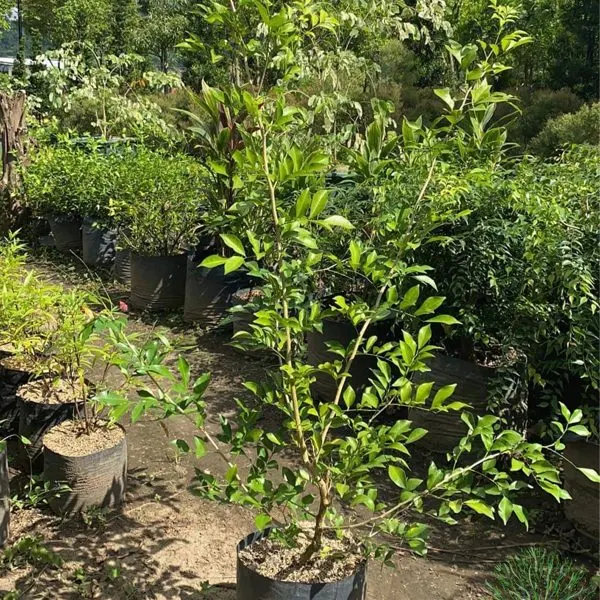 Kamuning — Murraya paniculata