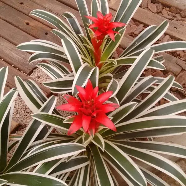 Lipstick Bromeliad
