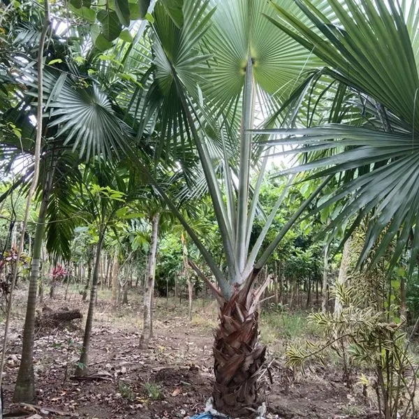 Livistonia Palm