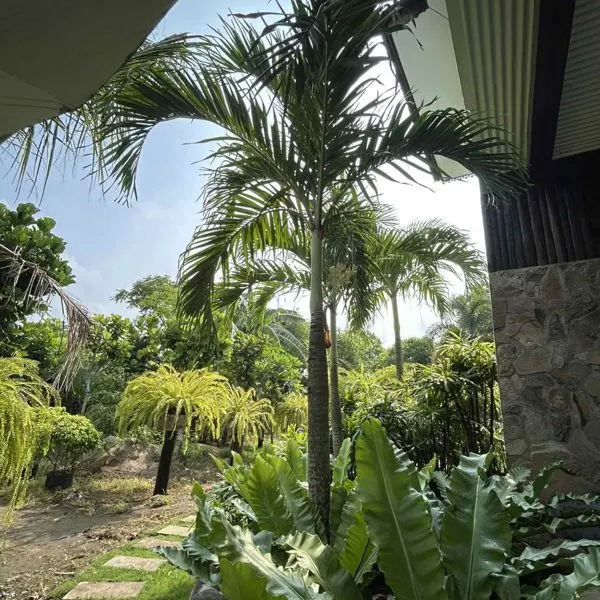 Manila Palm — Adonidia merrillii