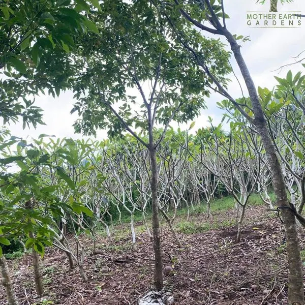 Molave — Vitex parviflora