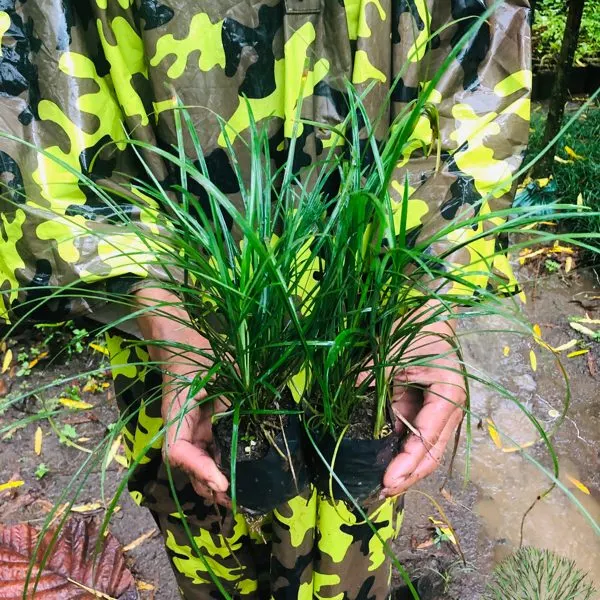 White Ophiopogon (White Mondo Grass) — Ophiopogon japonicus