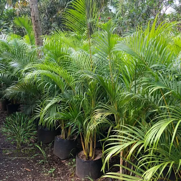 Palmera — Chrysalidocarpus lutescens