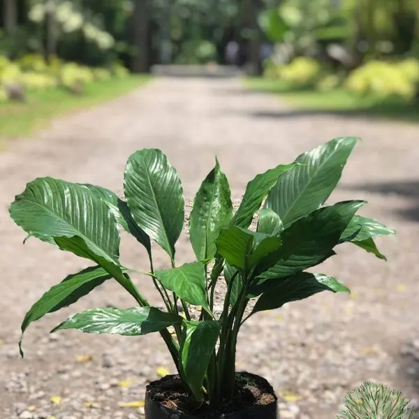 Peace Lily — Spathiphyllum wallisii