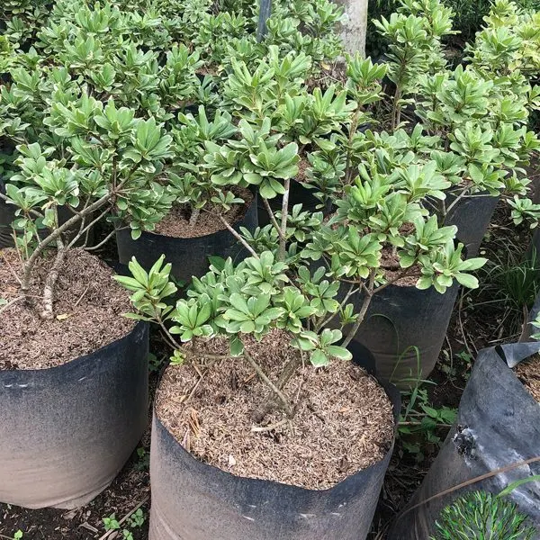 Pittosporum — Pittosporum tobira