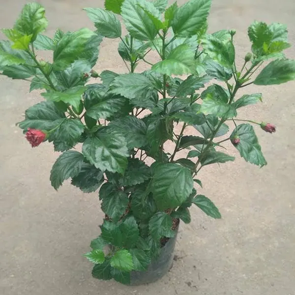 Red Gumamela (Hibiscus) — Hibiscus rosa-sinensis