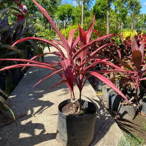 Red Ti Plant — Cordyline fruticosa