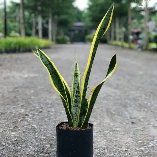 Snake Plant — Sansevieria trifasciata Laurentii