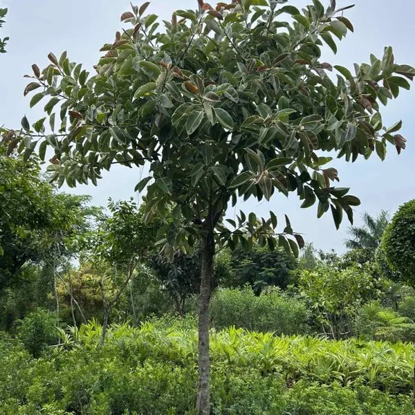 Tineke Rubber Tree — Ficus elastica 'Tineke'