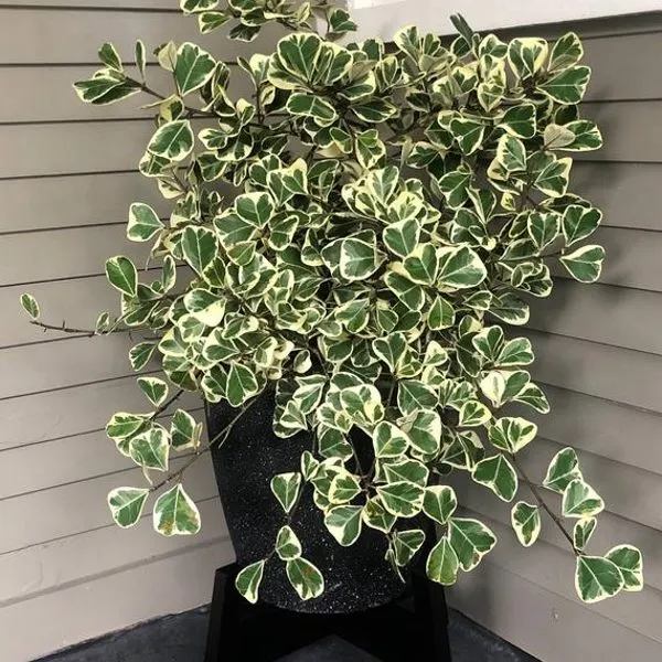 Variegated Triangle Fig — Ficus triangularis Variegata