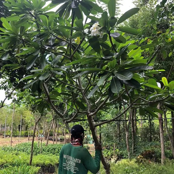 Calachuchi Tree (young nursery stock) — Plumeria alba