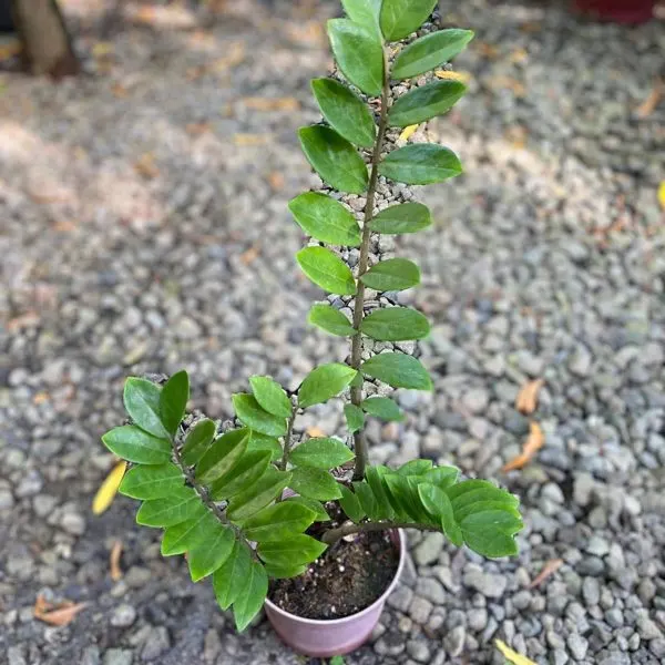 ZZ Plant — Zamioculcas zamiifolia